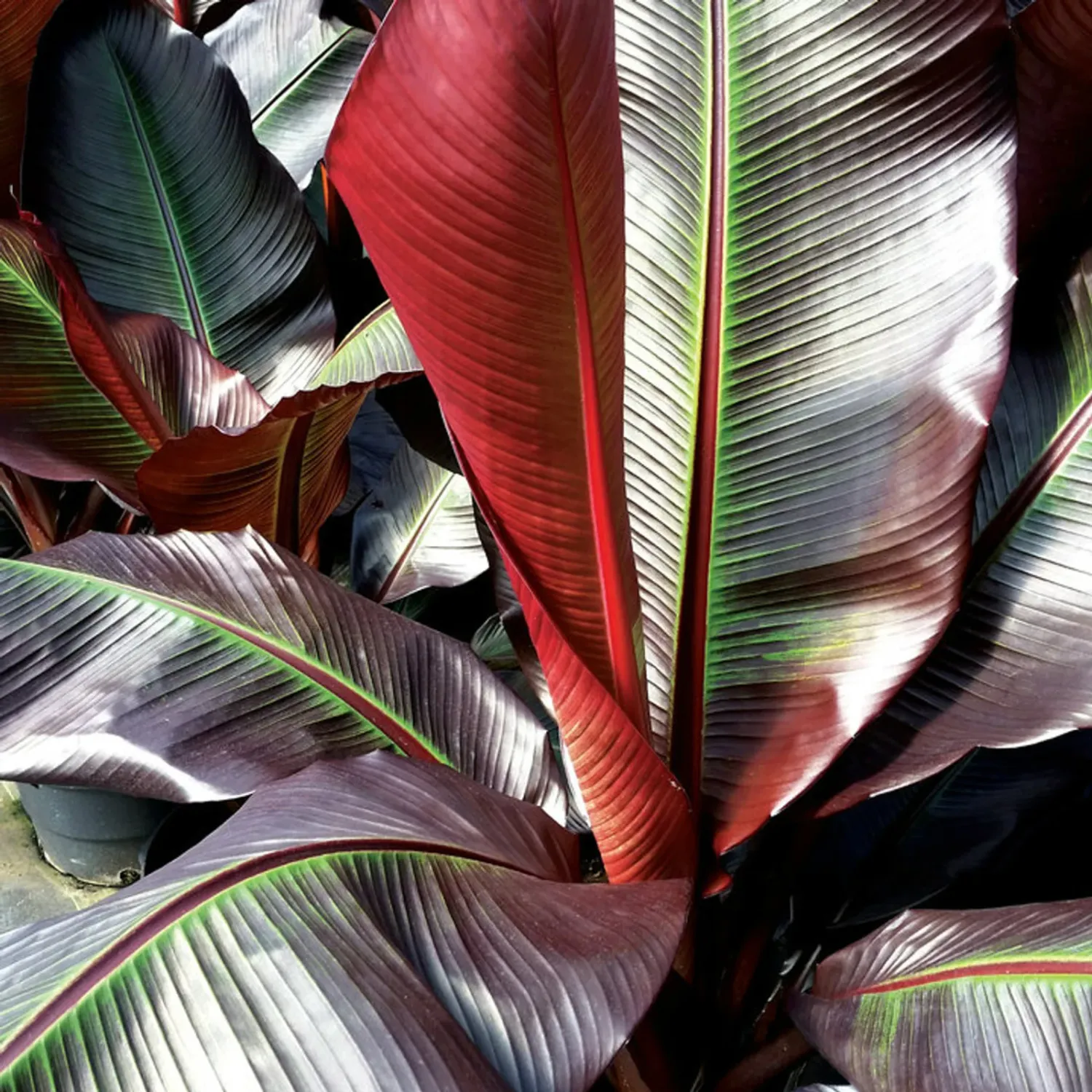Banano Rosso, Ensete Ventricosum ‘Maurelii’ - vaso Ø14 cm