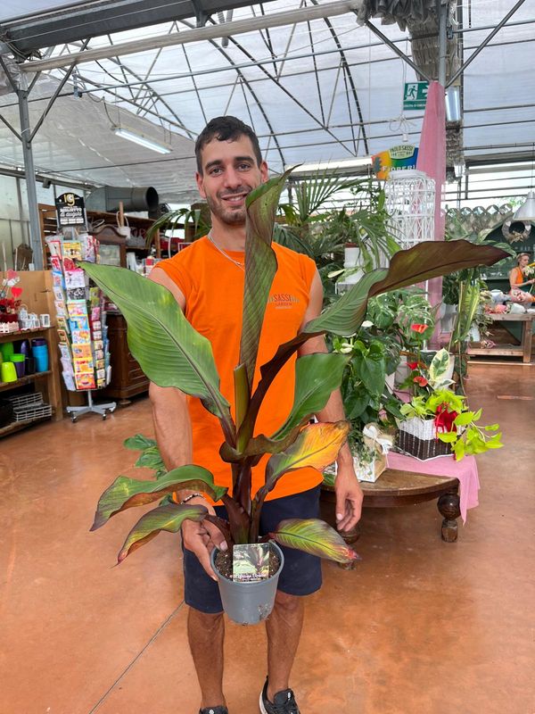 Banano Rosso, Ensete Ventricosum ‘Maurelii’ - vaso Ø14 cm