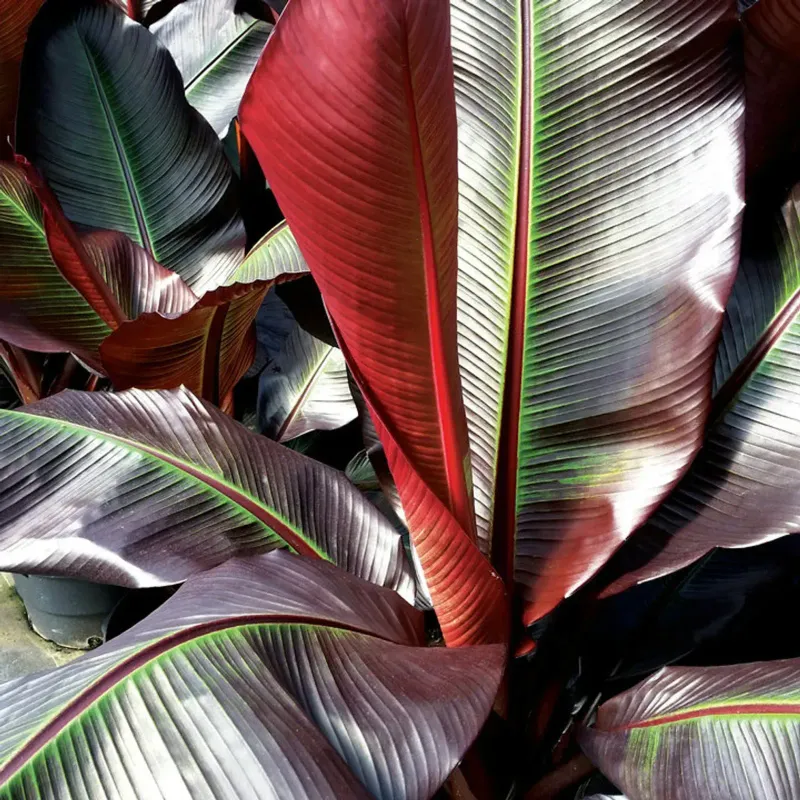 Banano Rosso, Ensete Ventricosum ‘Maurelii’ - vaso Ø14 cm