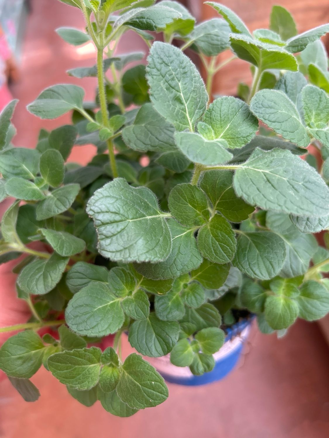 Erba Pepe a foglia grande, Nepeta x faassenii 'Peperina' - vaso Ø14 cm