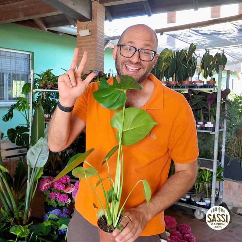 Monstera deliciosa, Philodendron Pertusum - vaso Ø12 cm, h 25 cm fuori vaso