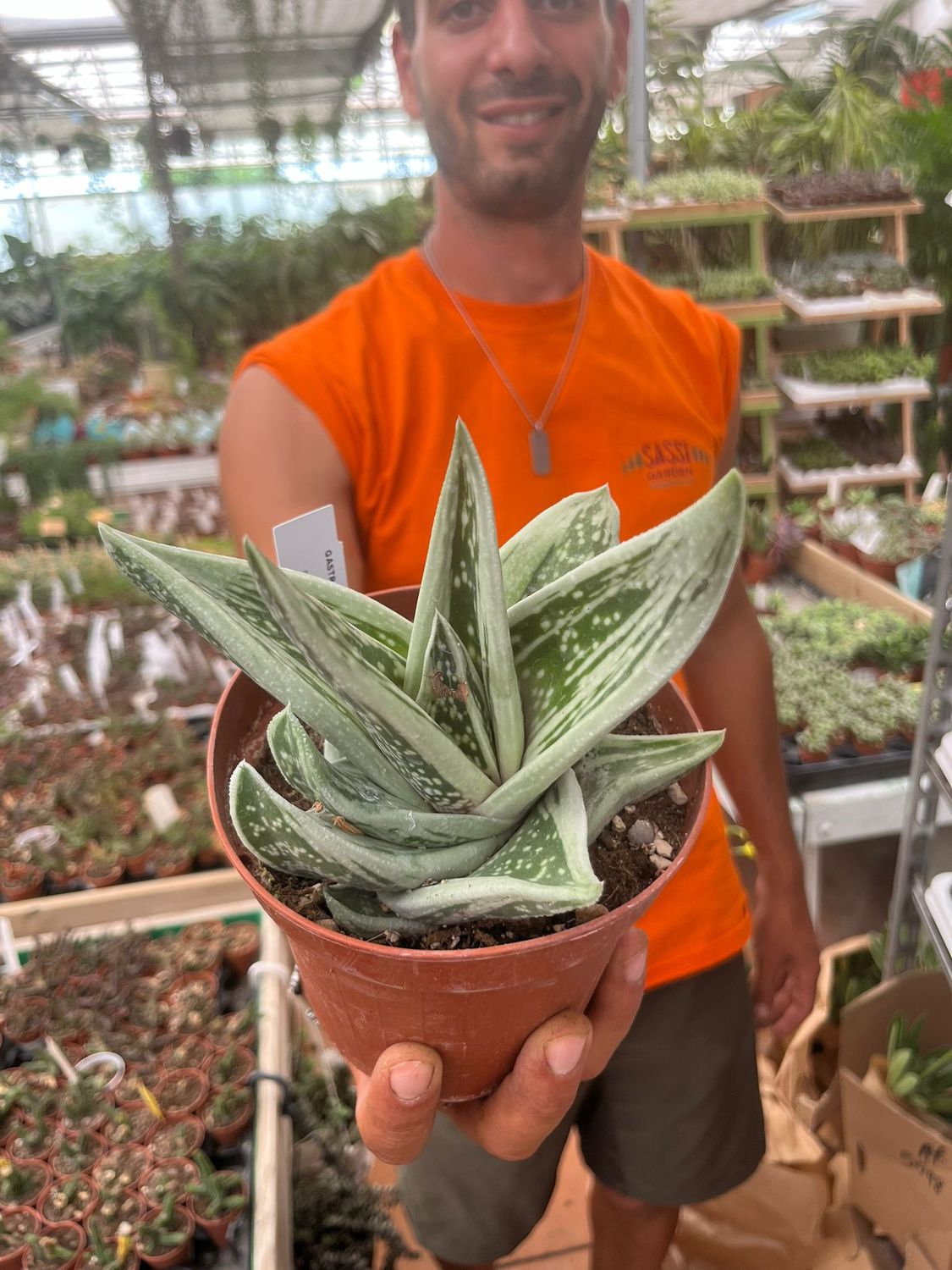 Gasteraloe Green Ice - vaso Ø14 cm