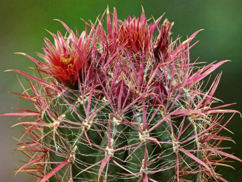 Ferocactus Coloratus - vaso Ø13 cm Ferocactus Coloratus - vaso Ø13 cm