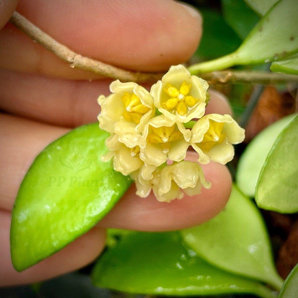 Hoya 'Noona' - vaso Ø12 cm