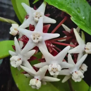 Hoya albiflora- vaso Ø12 cm Hoya albiflora- vaso Ø12 cm