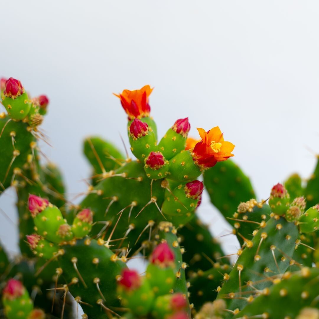 Opuntia Quitensis - vaso Ø10.5  cm