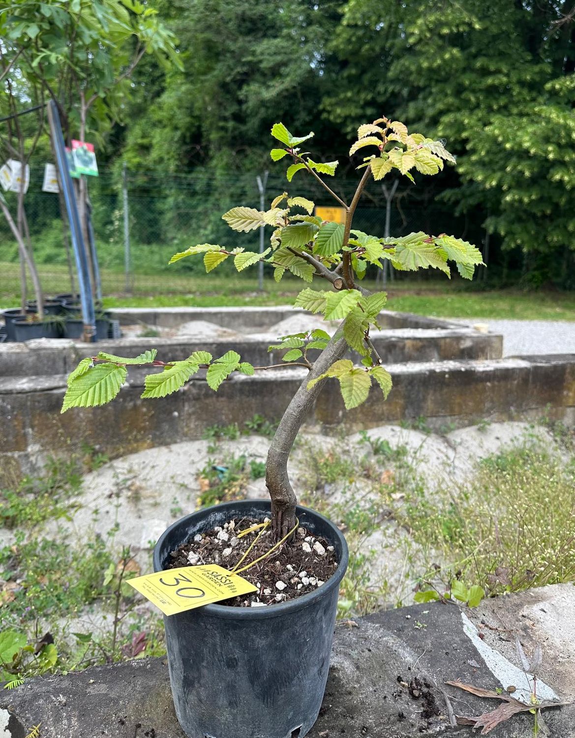 Carpino Bianco, Carpinus betulus, pezzo unico n. 30 - 40 cm PREBONSAI, BONSAI FOTO MAGGIO 2026