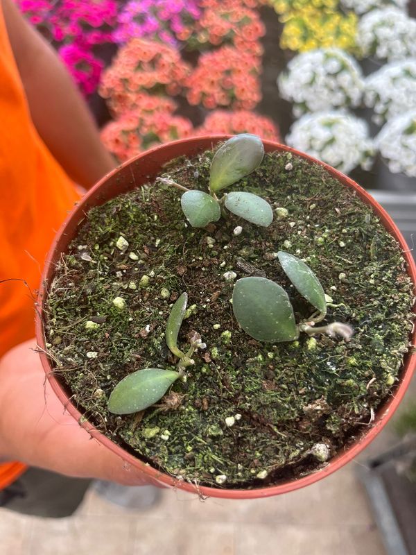 Hoya Panchoi IML0228 (piccola ma radicata) - vaso Ø12 cm