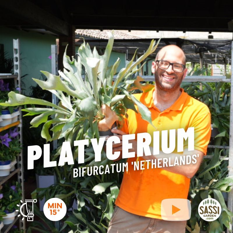 Felce corna di Alce, Platycerium bifurcatum 'Netherlands', Felce cornuta - basket Ø17 cm xxl Felce corna di Alce, Platycerium bifurcatum 'Netherlands', Felce cornuta - basket Ø17 cm xxl