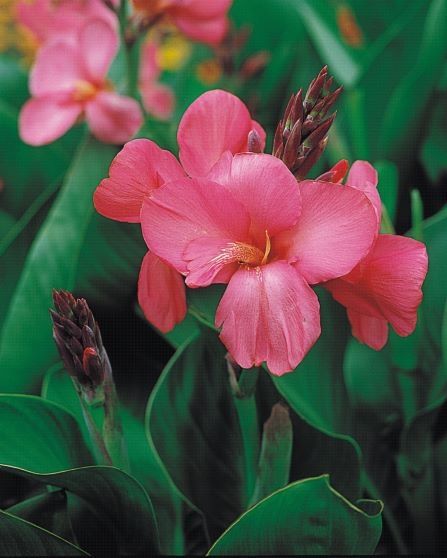 Canna indica, Canna indiana Canna brasiliensis 'Tropical Rose' - vaso Ø17 cm Canna indica, Canna indiana Canna brasiliensis 'Tropical Rose' - vaso Ø17 cm