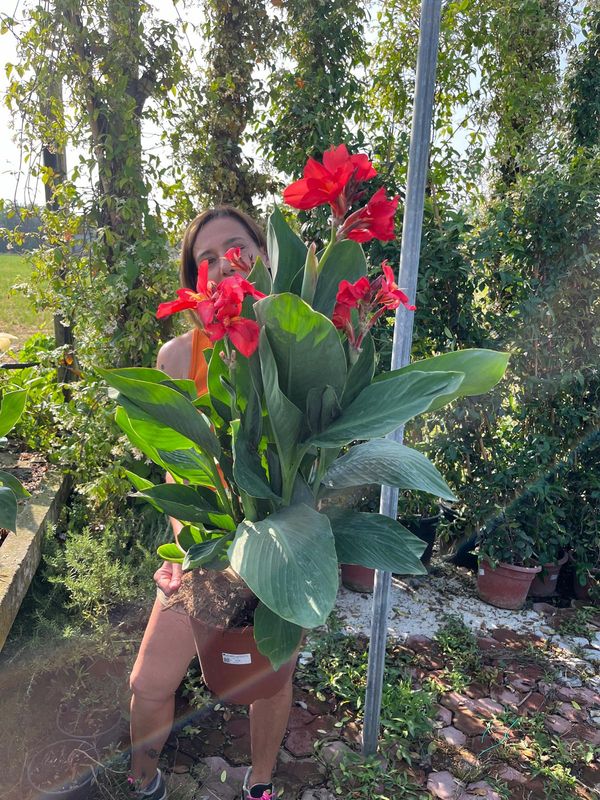 Canna indica, Canna indiana Canna brasiliensis 'Tropical Rose' - vaso Ø17 cm