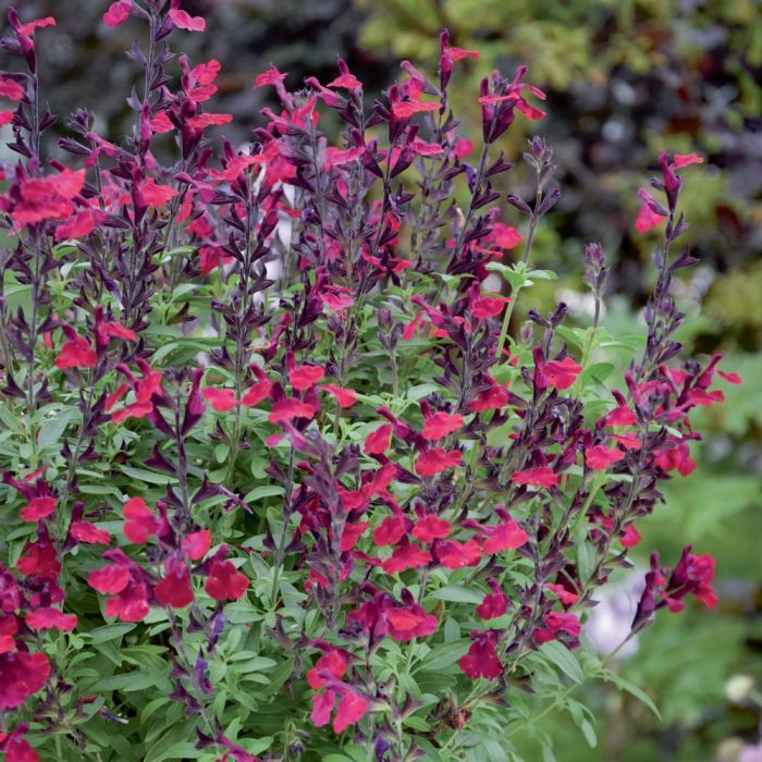 Salvia greggii 'Mirage Violet "', Salvia di Gregg - vaso Ø10 cm
