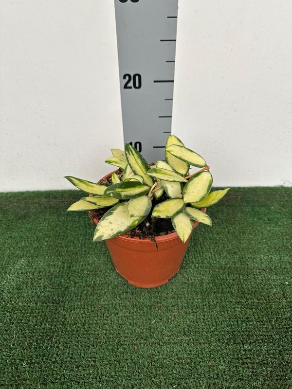 Hoya acuta variegata, Fiore di cera - vaso Ø14 cm