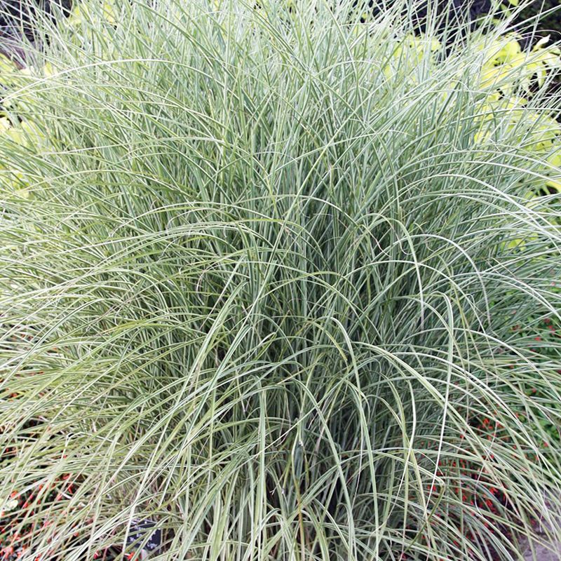 Miscanthus sinensis 'Morning Light' - vaso Ø18 cm