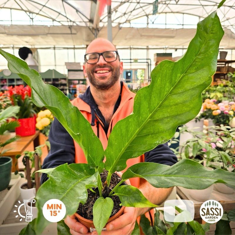 Anthurium 'Jungle King', Anturio gigante - vaso Ø18 cm