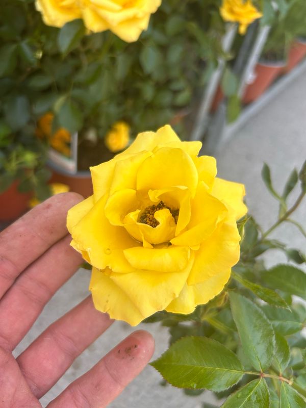Rosa Rose, Paesaggistiche, Golden Bonica ® - Vaso 3 litri