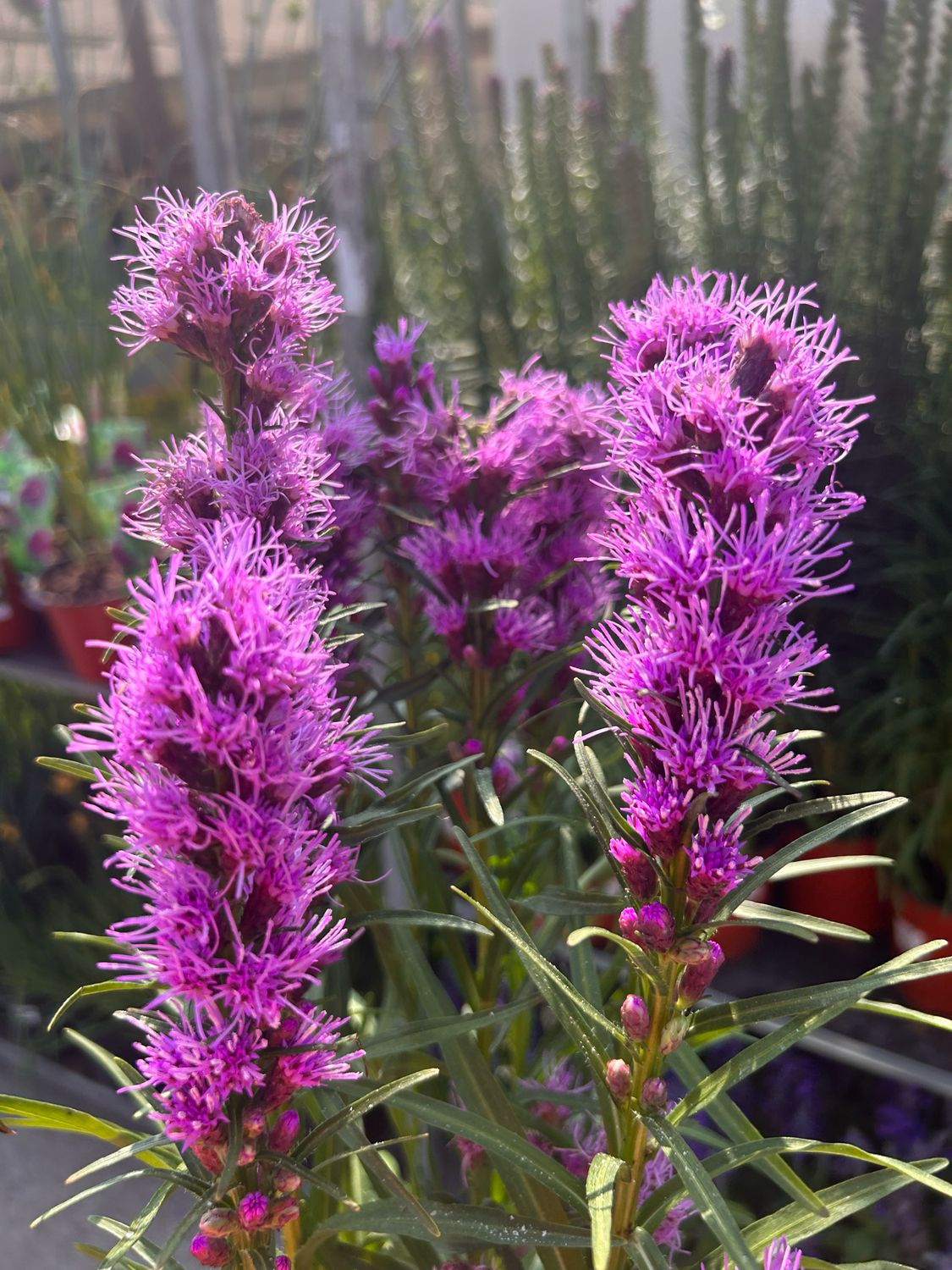 Liatris spicata Kobold - vaso Ø24cm trav