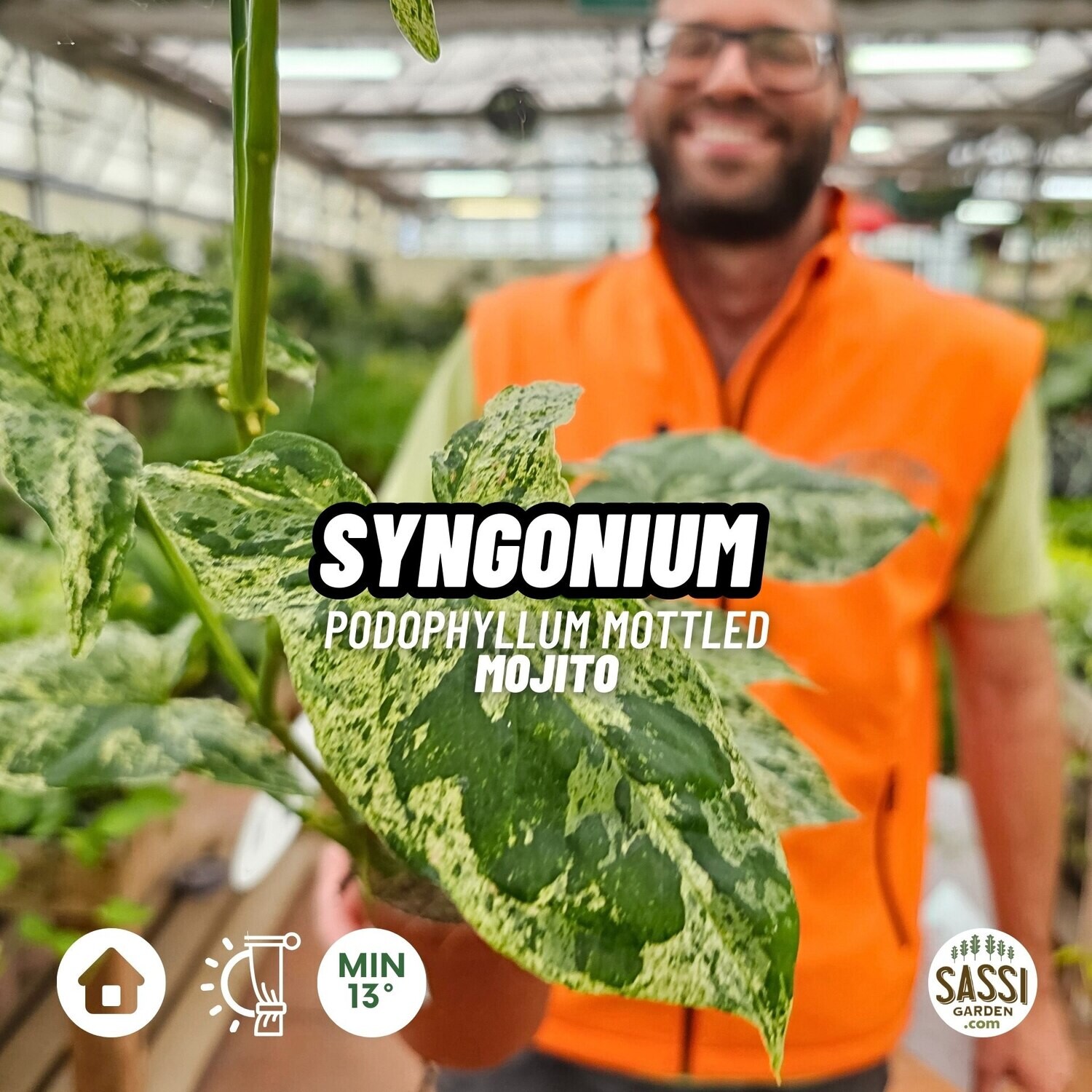 Syngonium 'Mottled Mojito' - vaso Ø12 cm 2 Syngonium 'Mottled Mojito' - vaso Ø12 cm 2