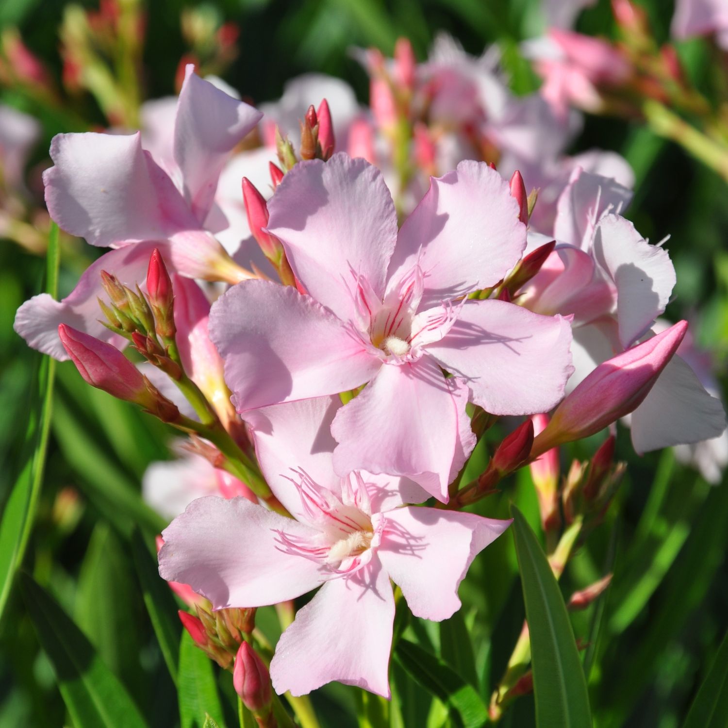 Nerium Oleander 'Sealy Pink', Oleandro bianco rosato - vaso Ø18 cm