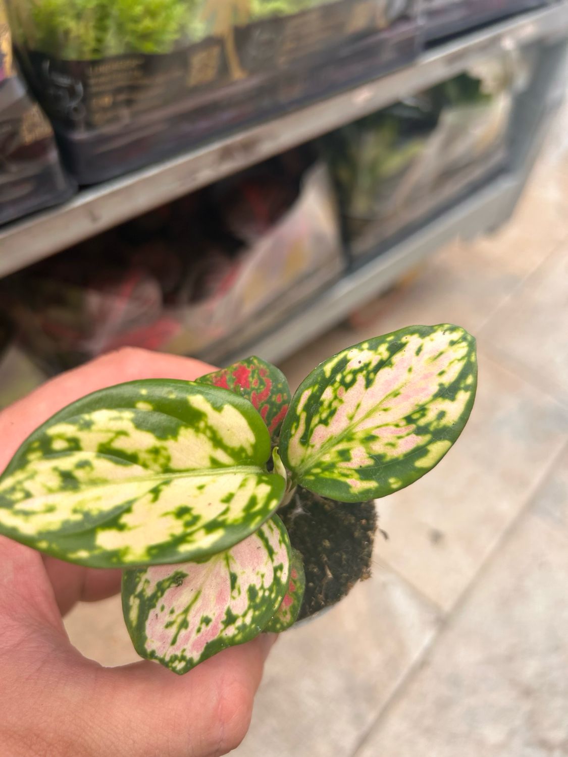 Aglaonema 'Red Valentine', Aglaonema -  vaso Ø6 cm