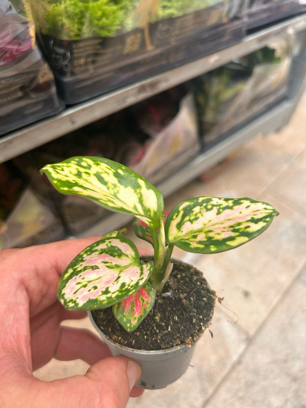 Aglaonema 'Red Valentine', Aglaonema - vaso Ø6 cm