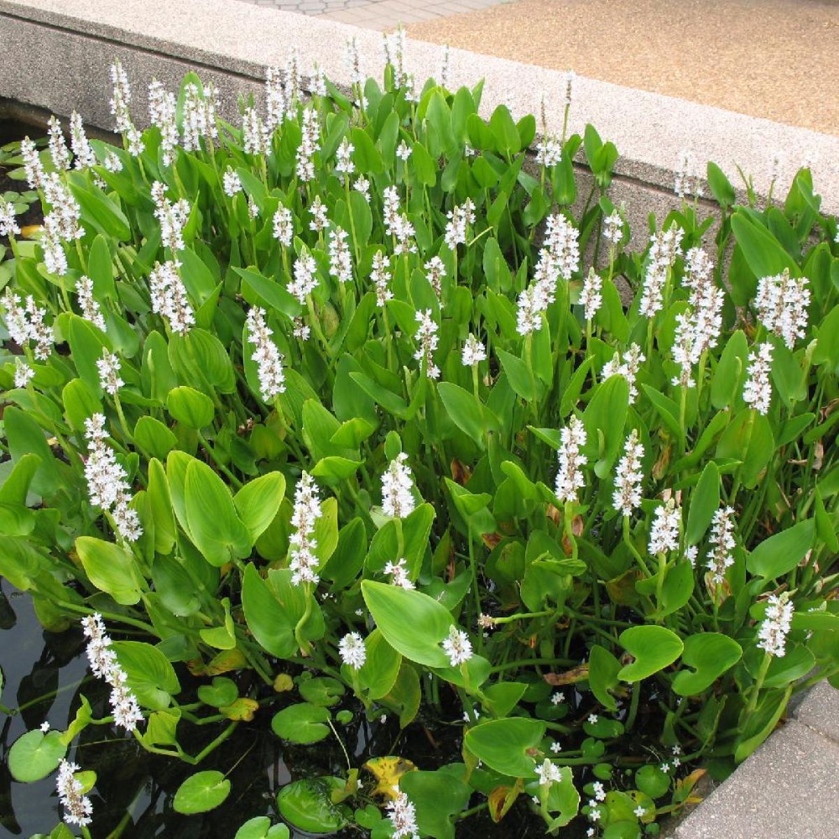 Pontederia cordata Alba - vaso Ø9 cm