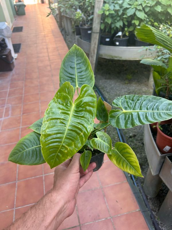 Anthurium veitchii, Re degli Anturium - vaso Ø12 cm