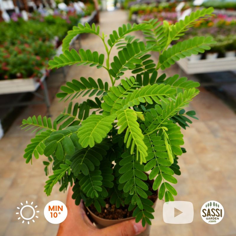 Tamarindo, Tamarindus indica - vaso Ø13 cm