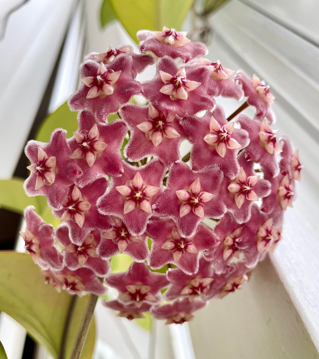 Hoya sp. ‘Dee’s Big One - vaso Ø12 cm Hoya sp. ‘Dee’s Big One - vaso Ø12 cm