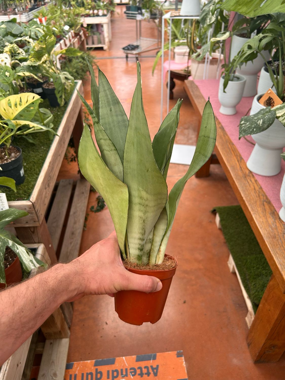 Sansevieria trifasciata 'Moonshine', Sanseveria - vaso Ø12 cm Sansevieria trifasciata 'Moonshine', Sanseveria - vaso Ø12 cm