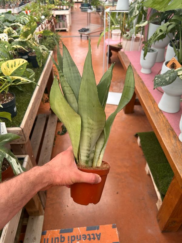 Sansevieria trifasciata 'Moonshine', Sanseveria - vaso Ø12 cm
