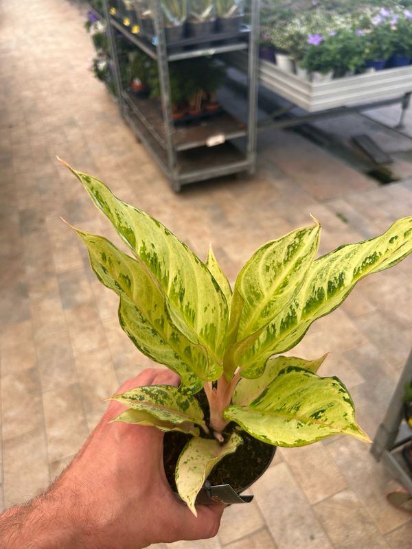 Aglaonema 'Chartreuse' - vaso Ø12 cm
