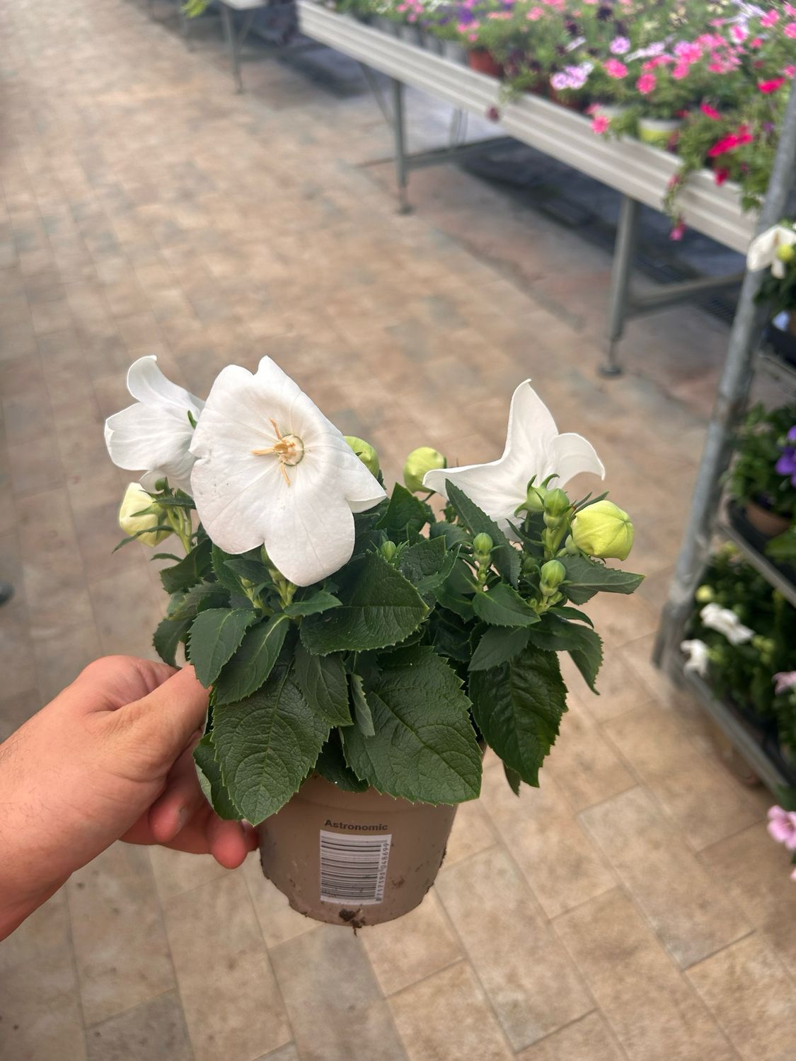 Platycodon grandiflorus alba - vaso Ø12 cm