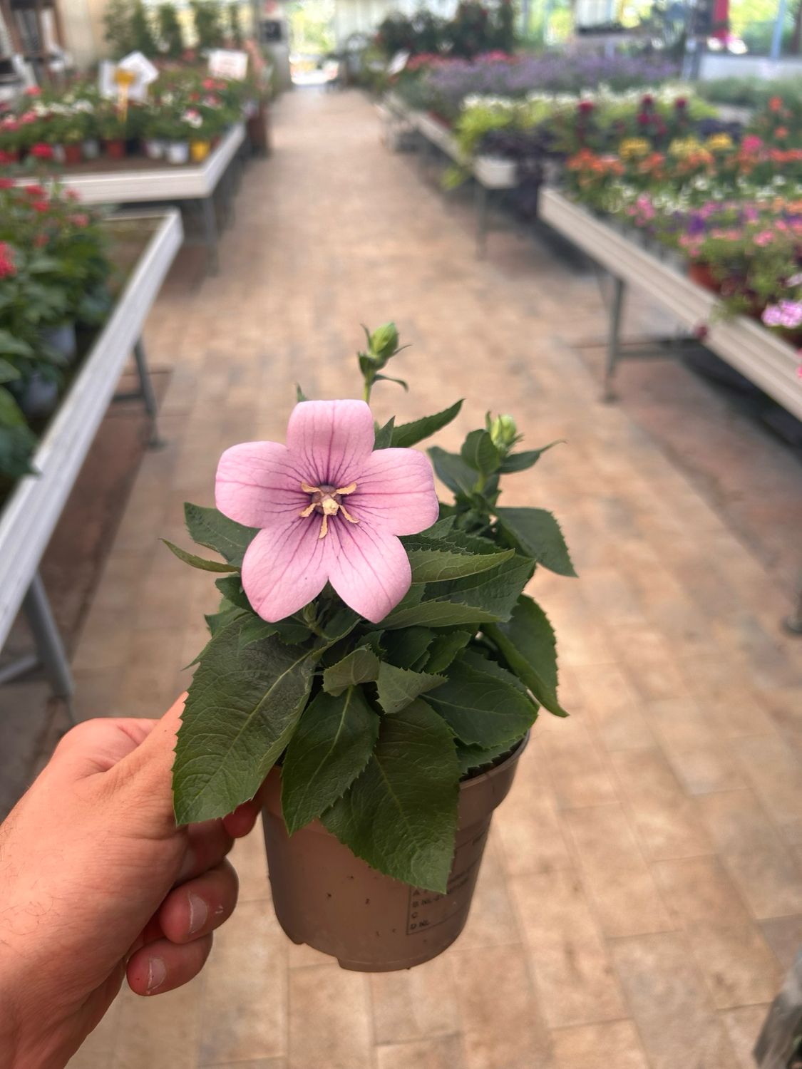Platycodon grandiflorus rosea - vaso Ø12 cm