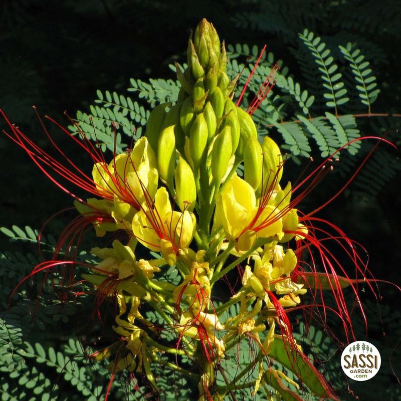 Cesalpina, Erythrostemon gilliesii, Caesalpinia gilliesii, poinciana gialla, Uccello del Paradiso, Albero del fuoco - vaso 24 cm, h 75-85 cm