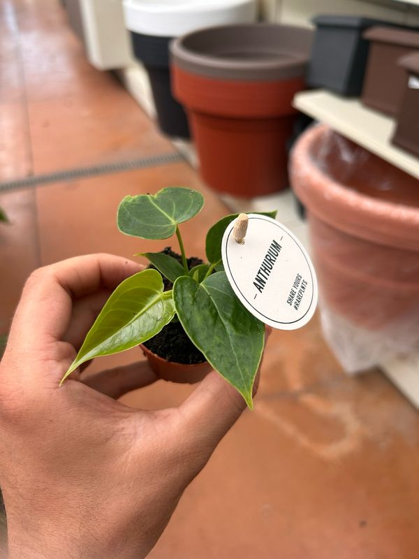 Anthurium veitchii BABY PLANT, Re degli Anturium - vaso Ø6 cm