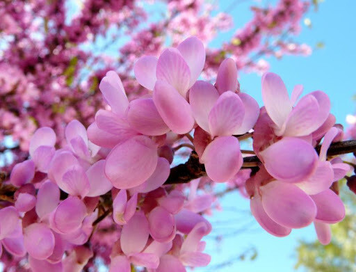 Cercis Canadensis, Albero di Giuda - vaso Ø18 cm, h 80 mntc