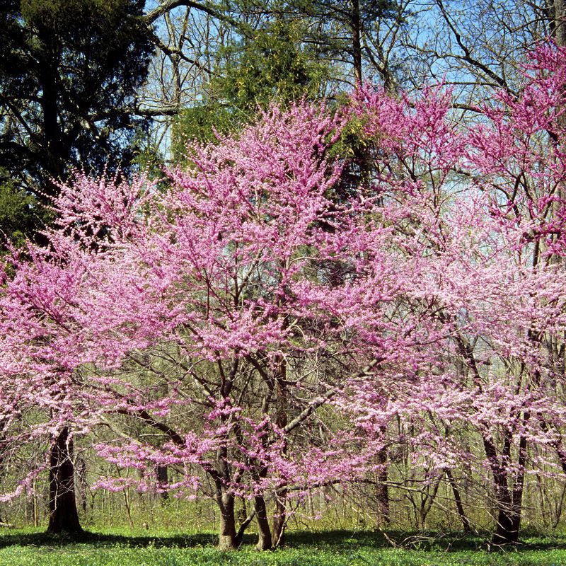 Cercis Canadensis, Albero di Giuda - vaso Ø18 cm, h 60 cm mont