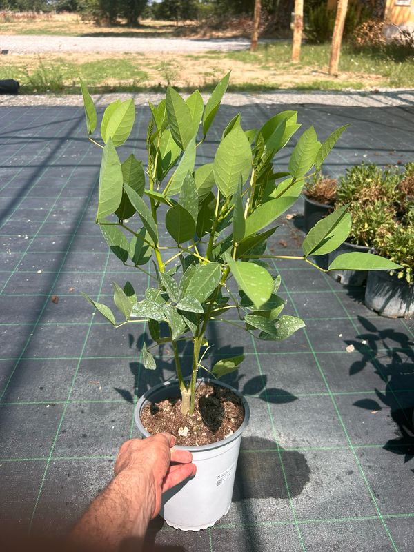 Erythrina Coralloides, Albero del corallo - vaso Ø18 cm
