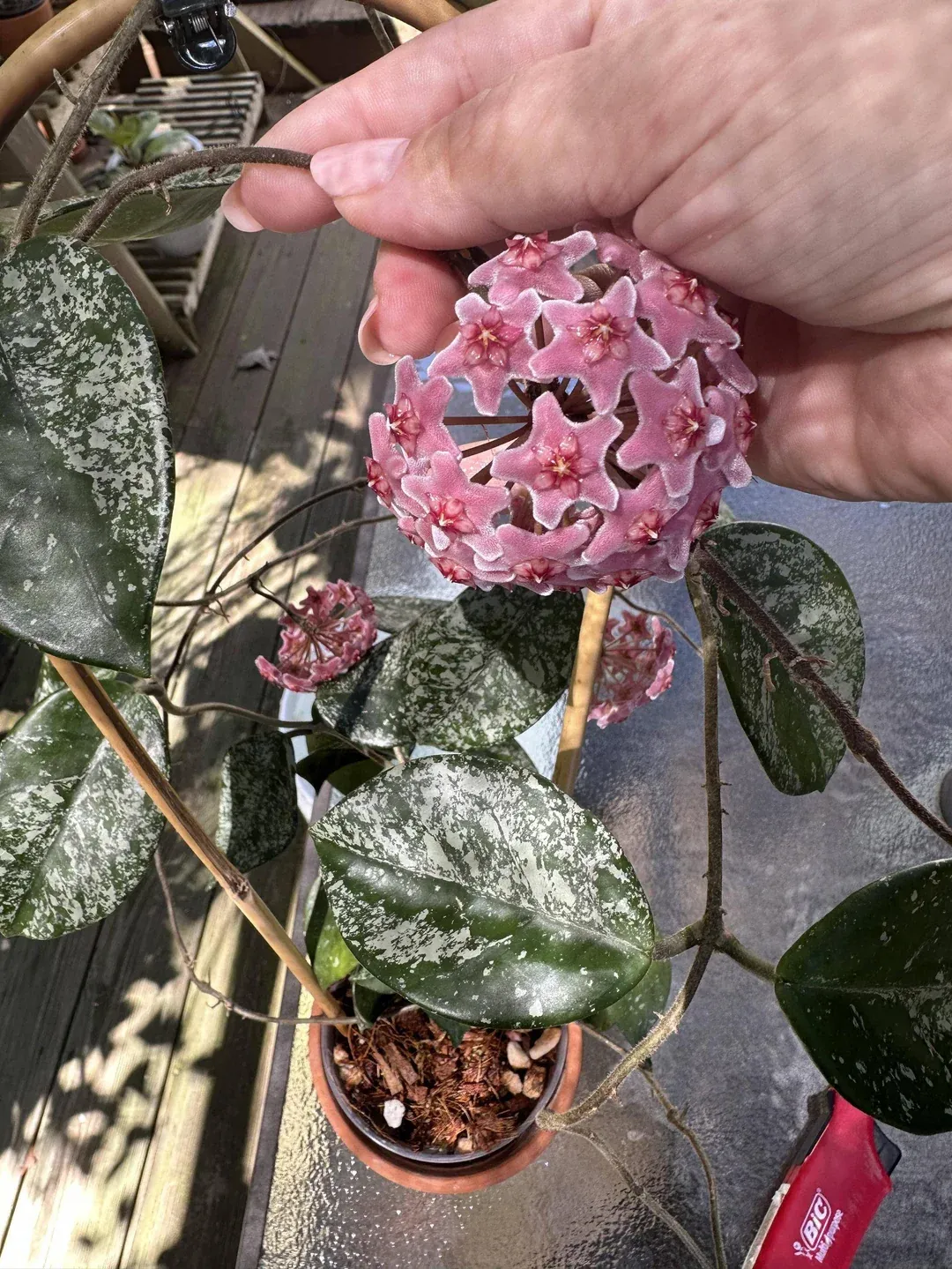 Hoya carnosa 'Freckles Splash' - vaso Ø6 cm Hoya carnosa 'Freckles Splash' - vaso Ø6 cm