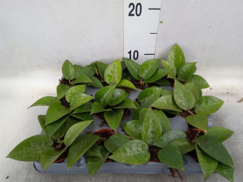 Hoya verticillata ‘Black Margin’ - vaso Ø5,5 cm