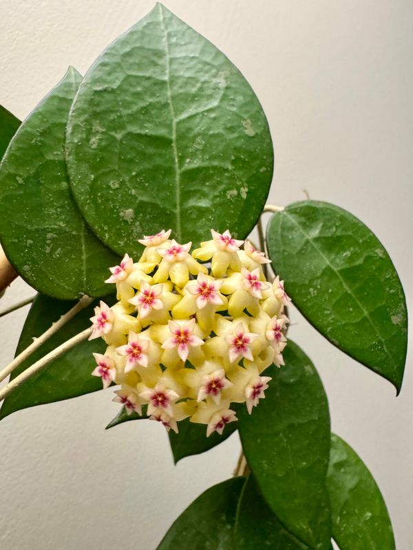 Hoya verticillata ‘Black Margin’ - vaso Ø5,5 cm Hoya verticillata ‘Black Margin’ - vaso Ø5,5 cm