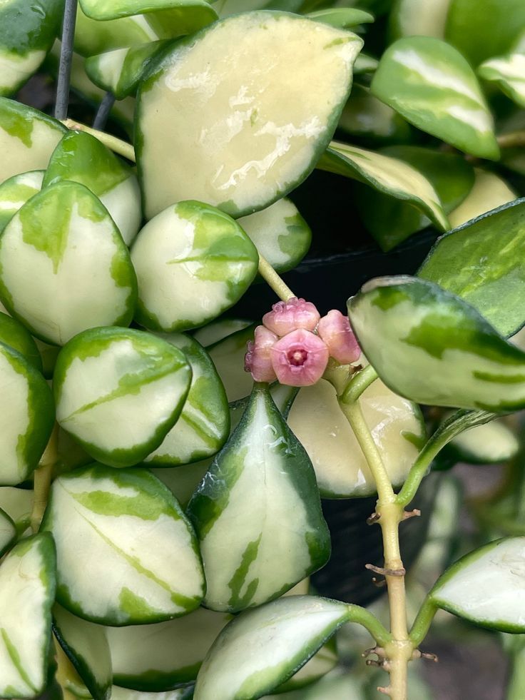 Hoya heuschkeliana variegata - vaso Ø6 cm Hoya heuschkeliana variegata - vaso Ø6 cm