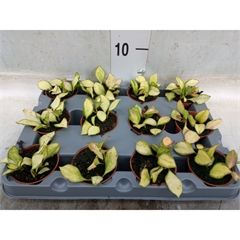 Hoya heuschkeliana variegata - vaso Ø6 cm