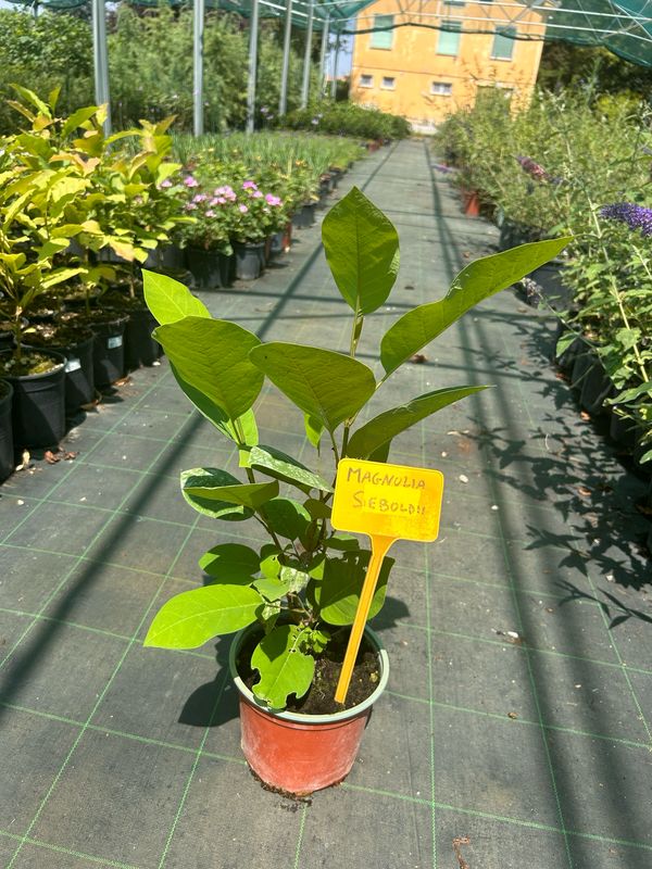 Magnolia sieboldii - magnolia di Siebold - vaso Ø18 cm