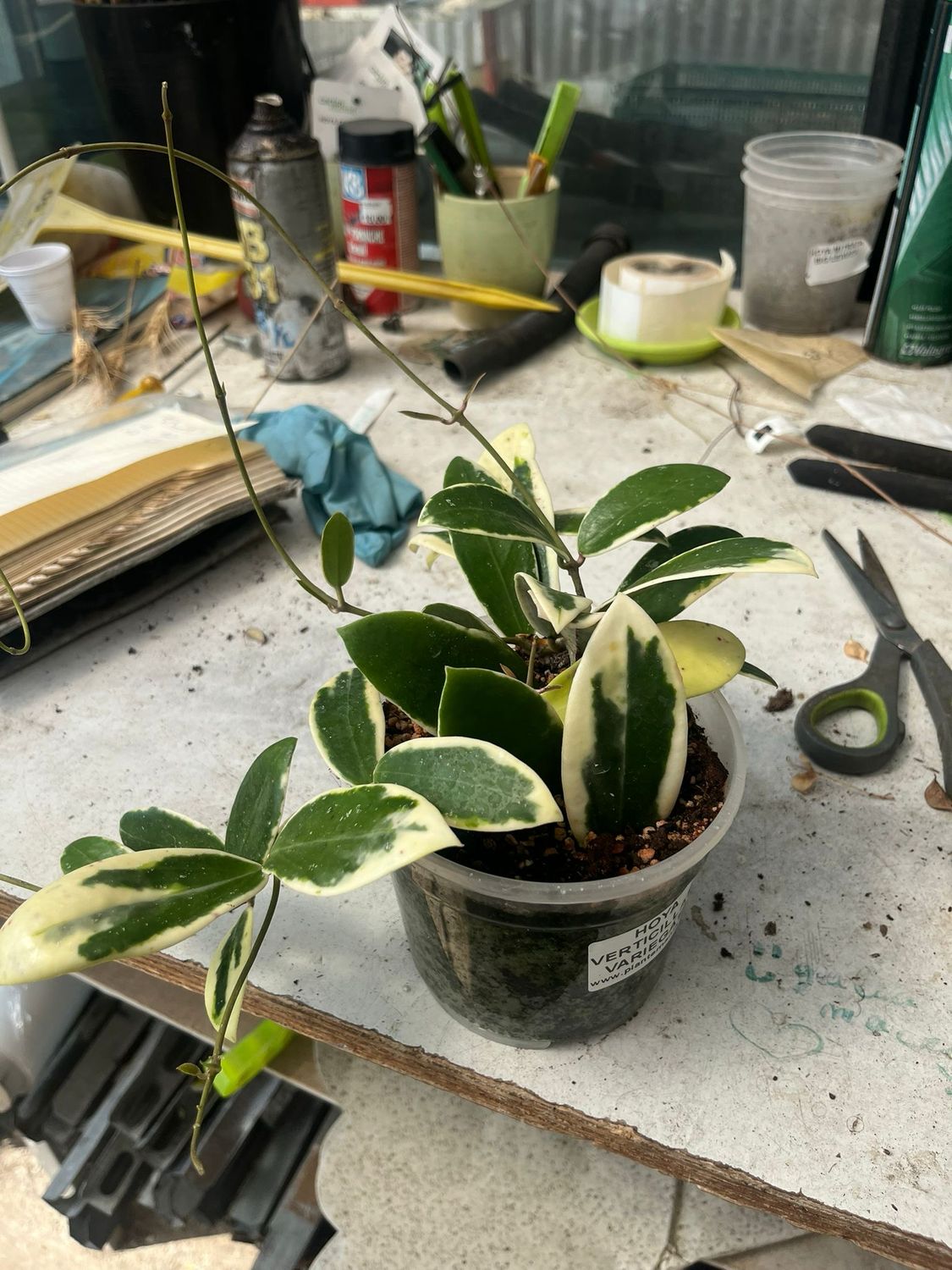Hoya acuta 'Albomarginata', Fiore di Cera - vaso Ø12 cm