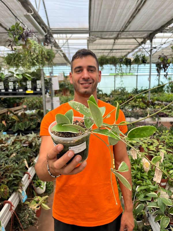 Hoya acuta 'Albomarginata', Fiore di Cera - vaso Ø12 cm
