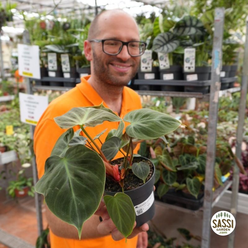 Philodendron 'Choco Red', Filodendro cioccolato - vaso Ø12 cm