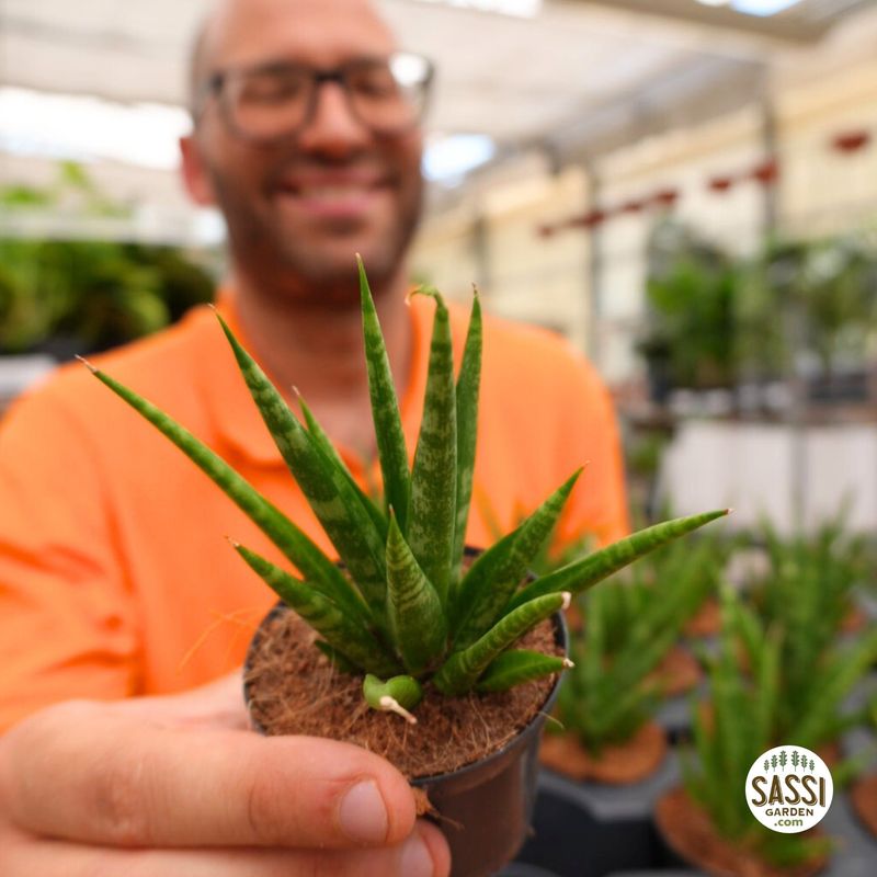 Sansevieria francisii - vaso Ø7 cm