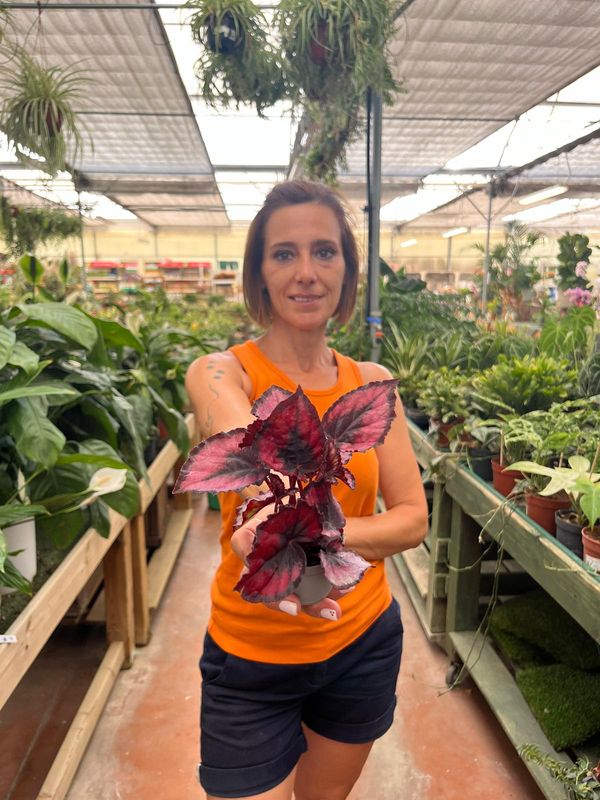 Begonia Blad Magic Colours Red Kiss - vaso Ø6 cm Begonia Blad Magic Colours Red Kiss - vaso Ø6 cm